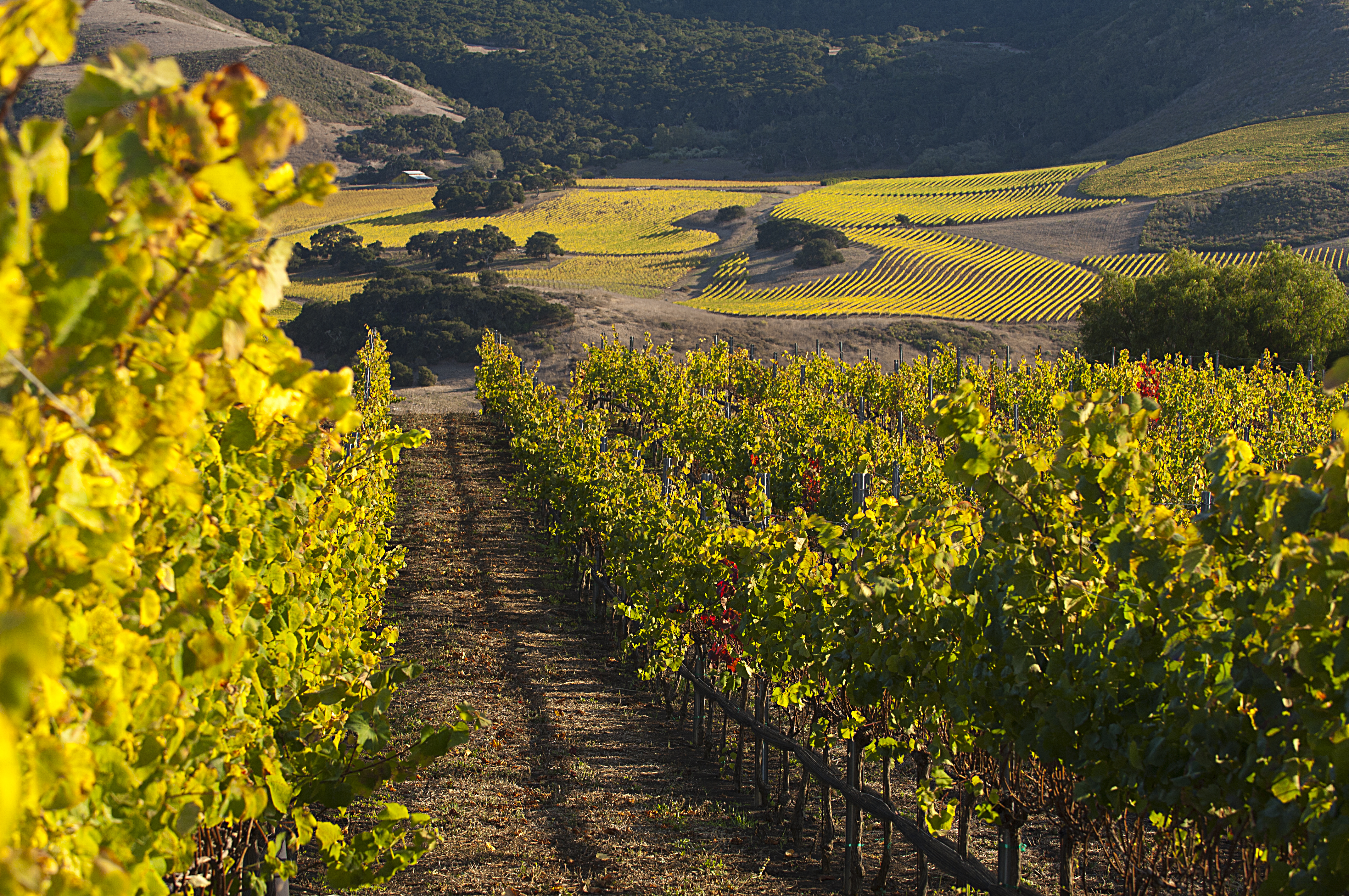 ken brown vineyards ken brown wines